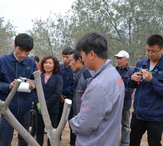 公司從產業鏈起始端著手，引進良種優苗，繁育基地苗圃，優化樹種，以優質的橄欖樹苗為生產特級初榨橄欖油提供基礎保障。在以自建萬畝國家標準化油橄欖..